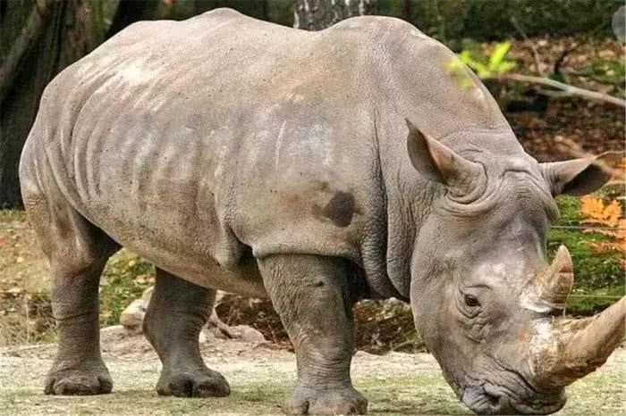 全球最濒危的4种动物!看似可爱实则凶猛,却还是躲不过猎杀!