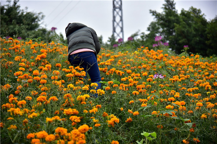 春花无言践踏成径游客在佛山罗南生态园花海踩出条条花径