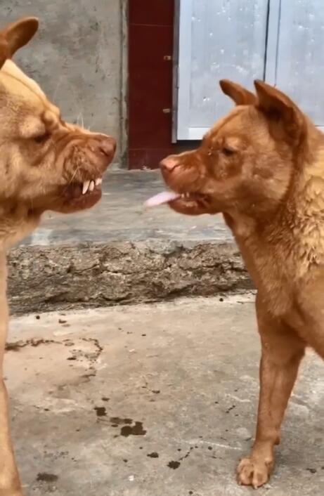 两只中华田园犬大黄和小黄战争斗智斗勇文雅而不失趣味