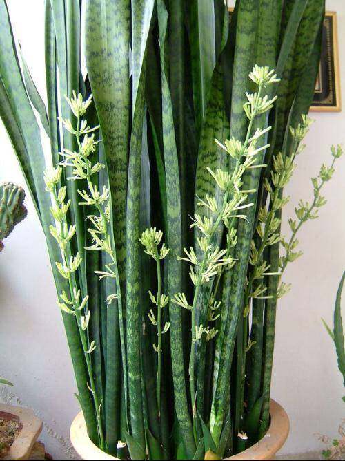 盆栽虎皮兰有妙招不仅开花还结果养花新手可不要错过哦