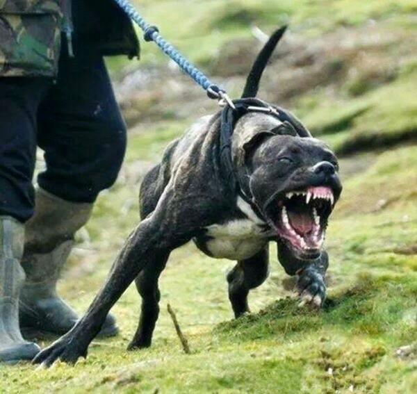 猛犬三胞胎,比特,斯塔福和恶霸的区分方法