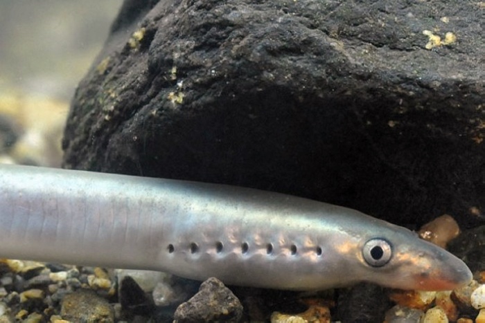 躲过了大灭,绝却败给了中国吃货|七鳃鳗|子鱼|七星_新浪新闻