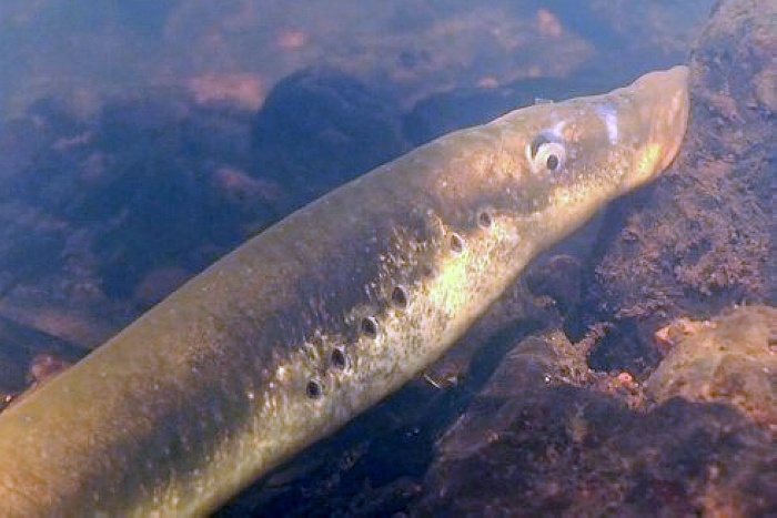 正文  七星子鱼通体光滑像鳗鱼,相比鳗鱼其长相奇特之处是在靠近头部
