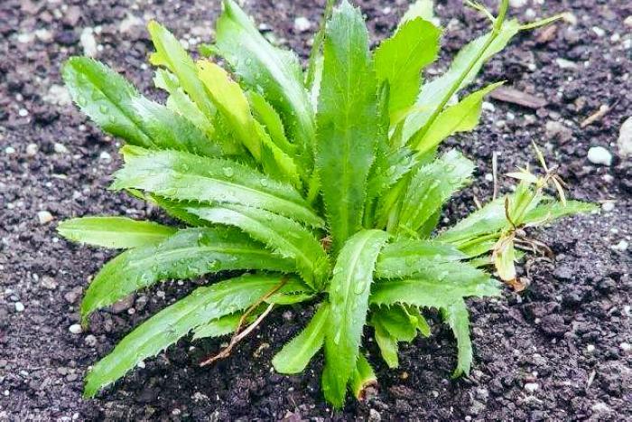 农村这野草,叶子长满锯齿,隔着山都能闻到香味,拌牛肉是一绝