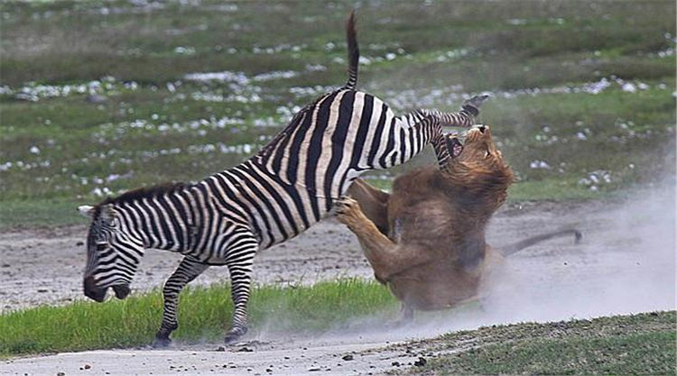 斑马飞起一脚就把狮子的威风踢飞了,雄狮能挽回面子吗?
