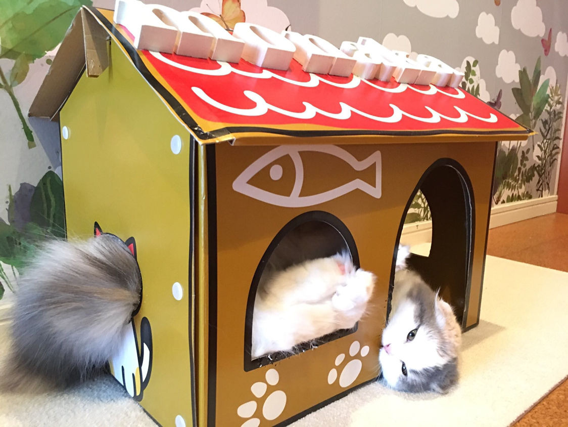 用纸箱制作猫咪房子图片