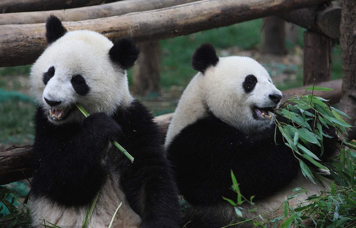 这熊猫也太可爱了吧软绵绵的还会撒娇不愧是国宝啊