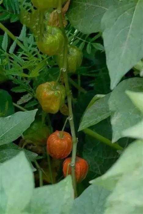 又名红姑娘,挂金灯,戈力,灯笼草,洛神珠,泡泡草等,北方称为菇蔫儿