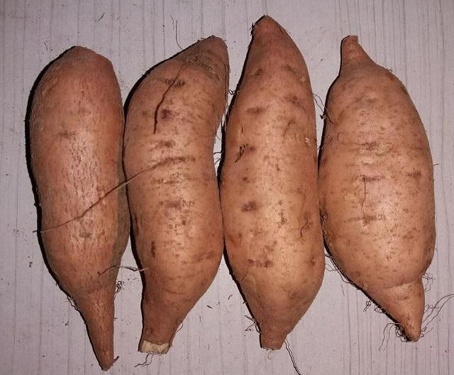 红薯正确的保存方法,放半年都不会腐烂发芽,越