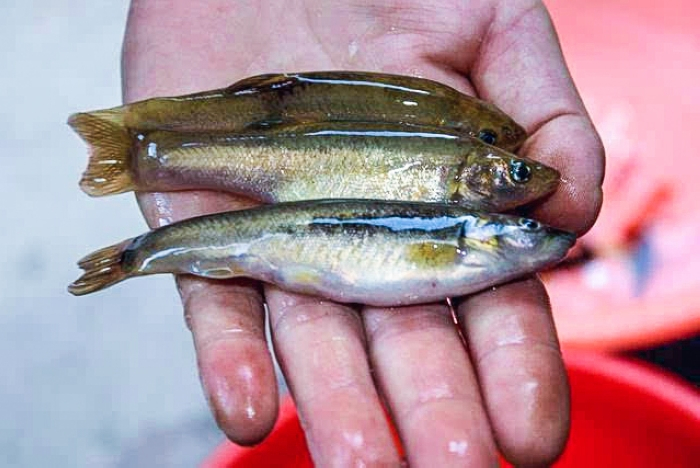 东北河里的奶包子常错认为餐条鱼个头虽小却是鱼中珍品