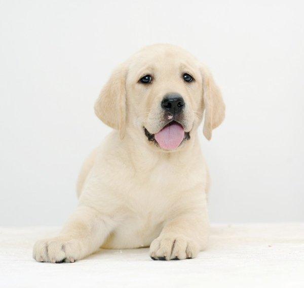 拉布拉多的最新价格是根据这三点来判断的,千万认准啦