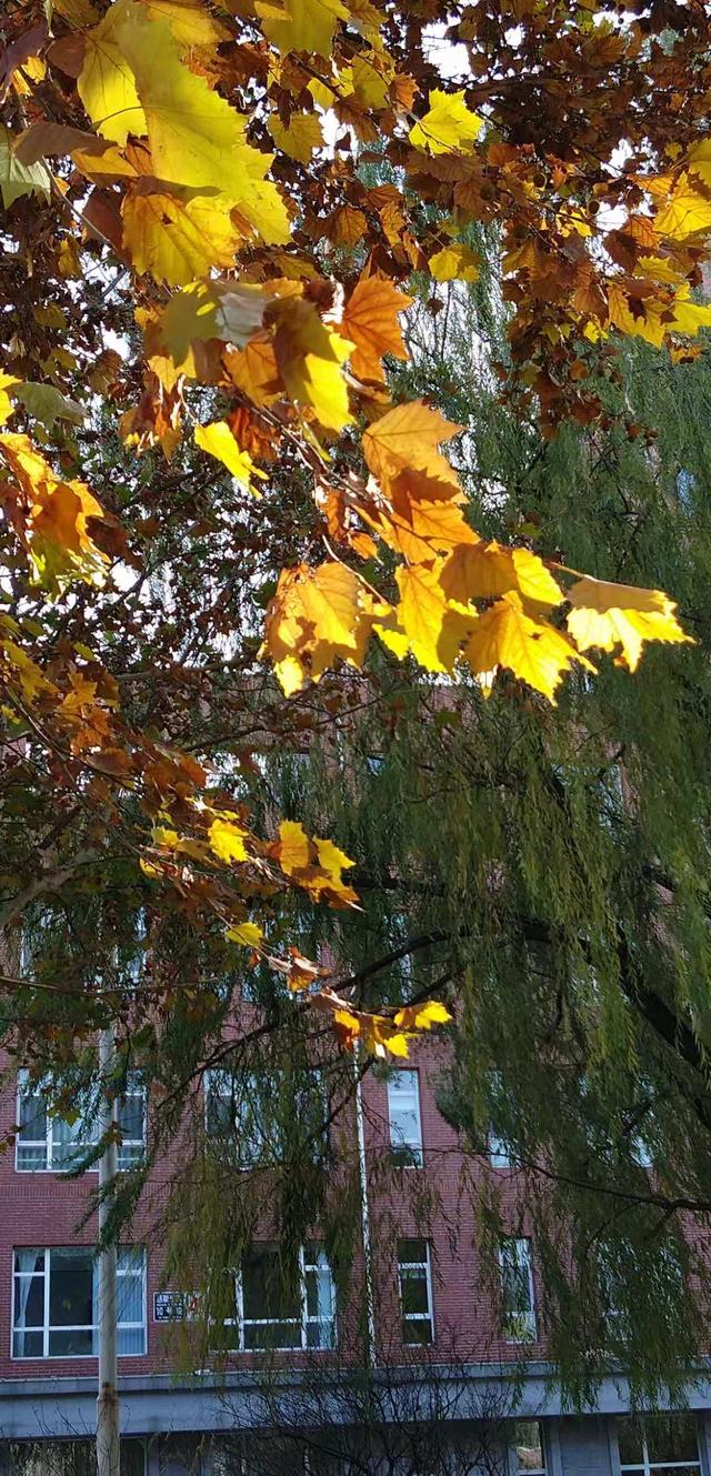 微信双开、红包助手、杜比音效:motorola p30统