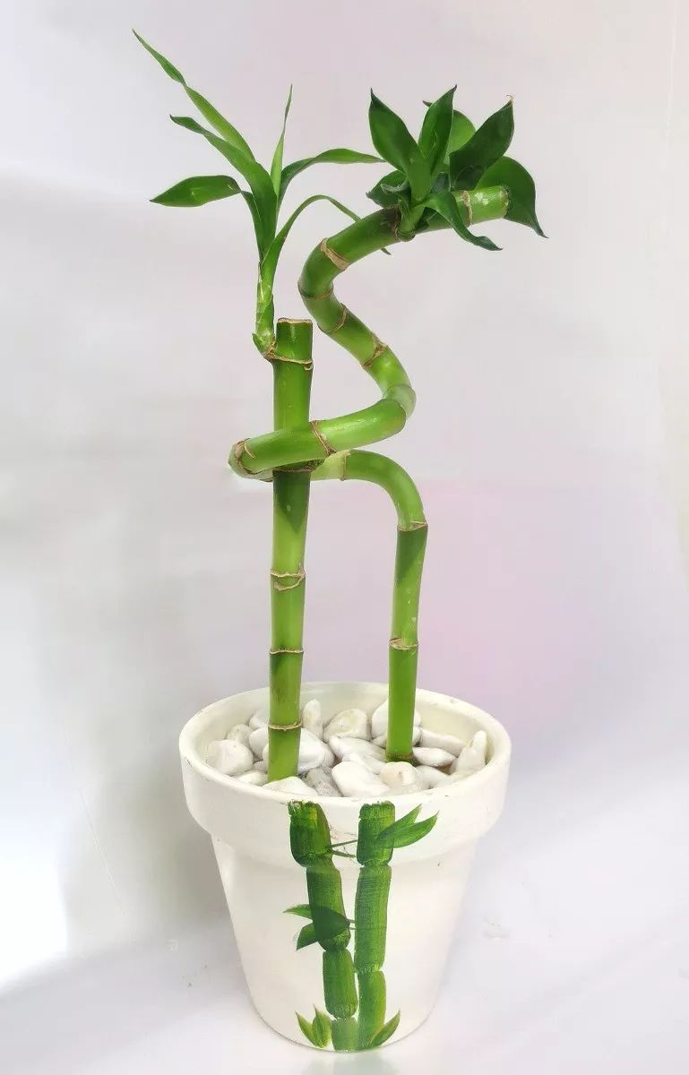 转运竹是一种非常受欢迎的水培植物,有的是螺旋向上生长,有的是弯曲成