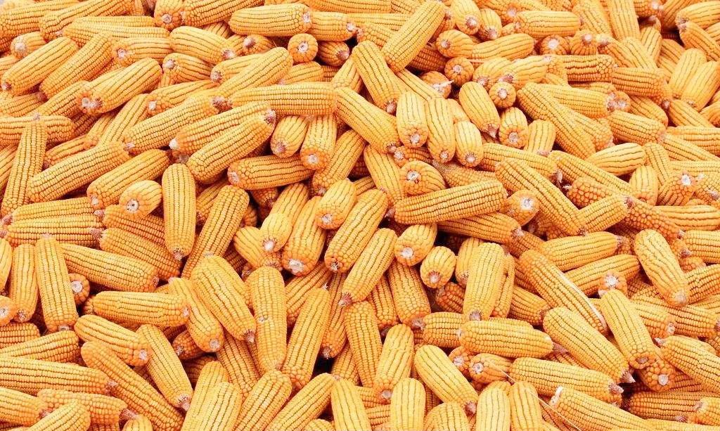 金黄玉米挂上屋檐既是丰收又是民俗67