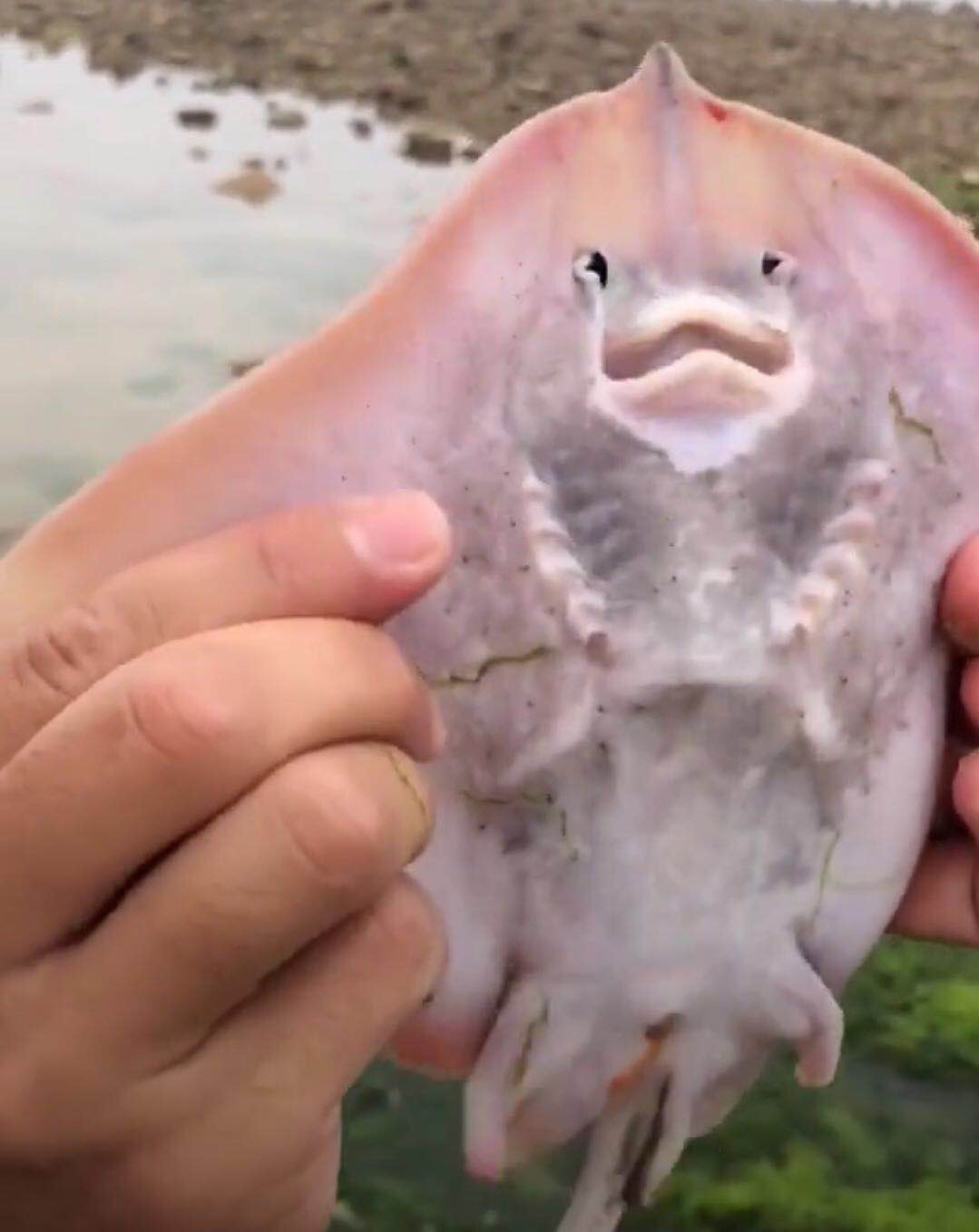 日本8336米深海发现怪鱼，一离水就“融化”，或为已知生活在最深海域的鱼类