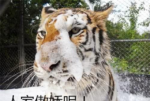 老虎经常赖在水盆中不出来,还一脸享受,网友看后:怕是只傻虎吧