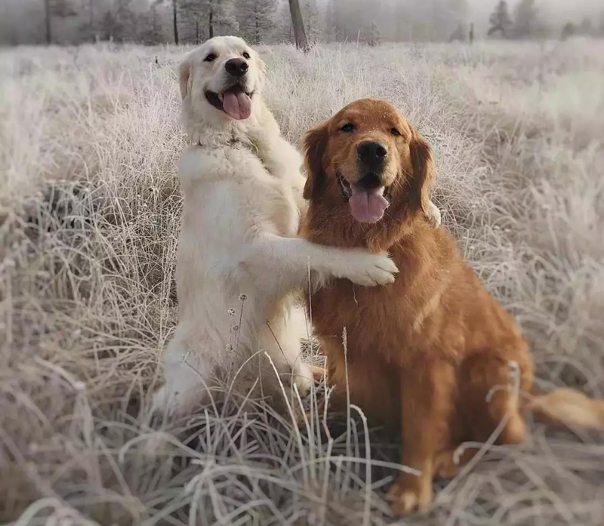 两只大金毛的"旅行"合照,真让人羡慕,带着狗子一起去旅行吧!