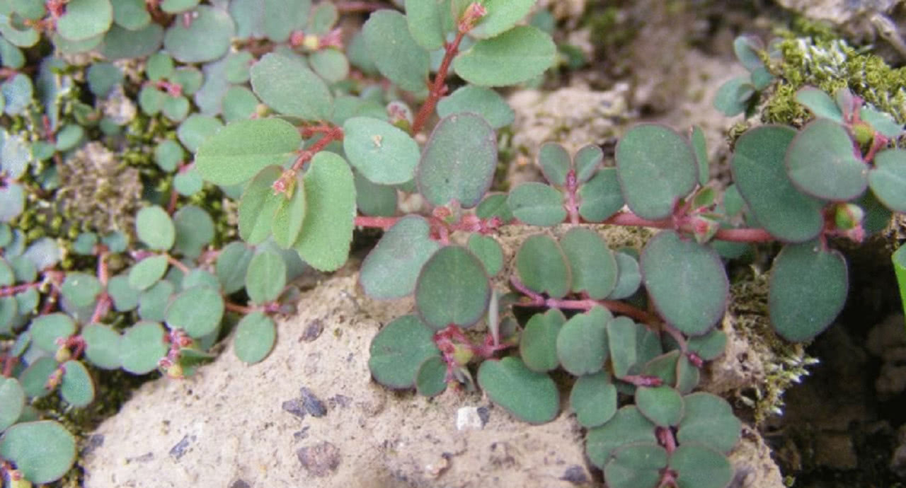 农民叫这种野草卧蛋草是极其珍贵的药材认识吗