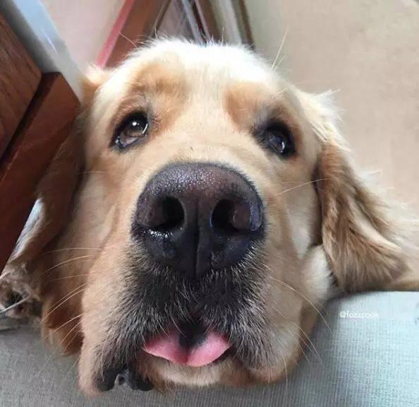 不过可别小看它,cricket就是凭借一副憨憨傻傻的样子俘获了大批粉丝