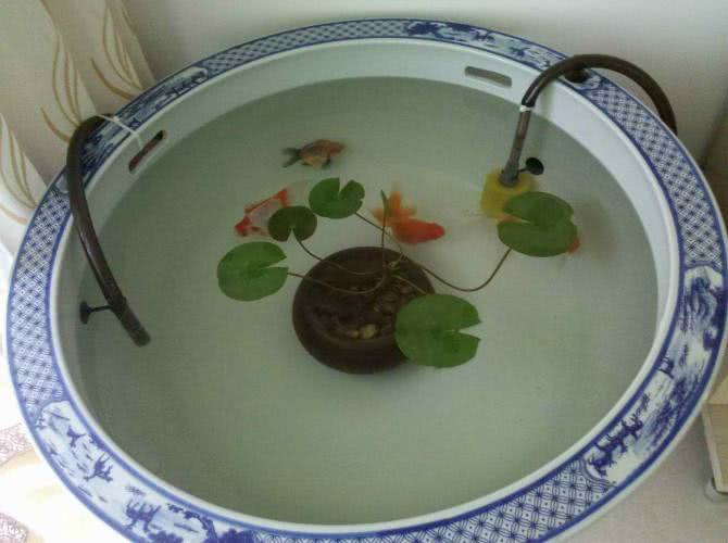 如何利用陶瓷鱼缸养鱼
