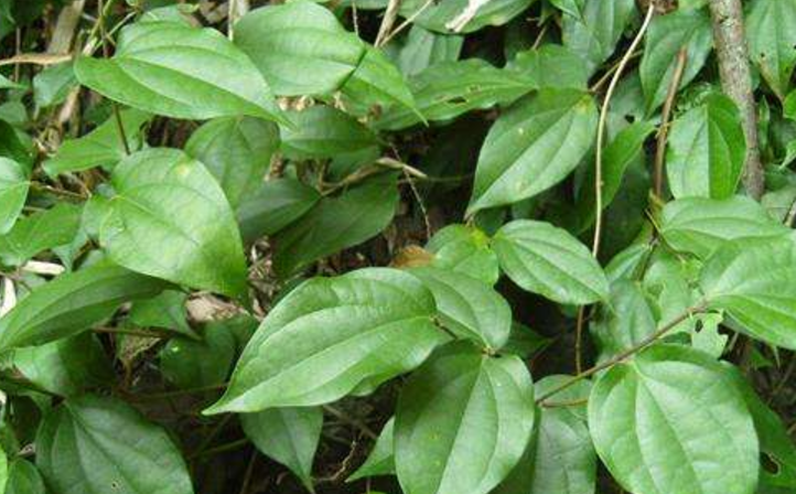 农村深山一种野生植物,堪称男人福音,如今价值珍贵200元一斤