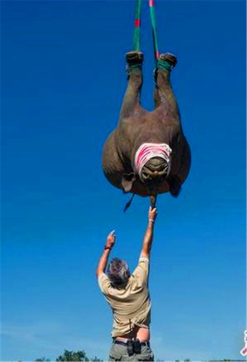 天空出现一头黑犀牛,四脚朝天引发围观,实情让人笑喷了!