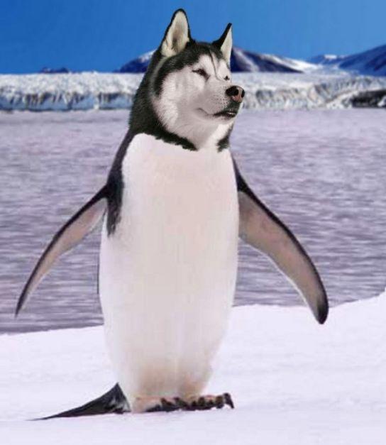 当动物的头ps到企鹅的身上之后这也太可爱了吧