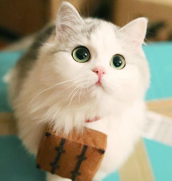 打猫会记仇吗?这样“打”猫才能让它越来越乖,还不会受伤!|猫咪|猫|主人_新浪新闻