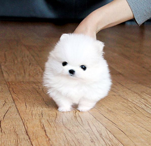 博美犬我很可爱柴犬我很萌哈士奇那我呢