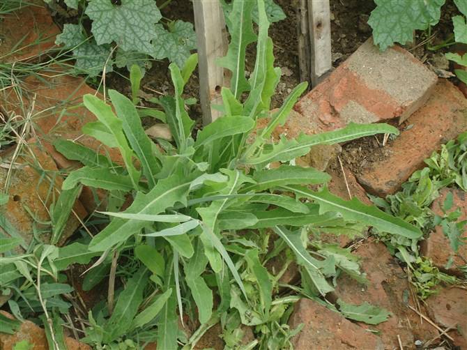 因皇帝而得名的野菜采摘时不要挖跟凉拌最好吃你们村有吗