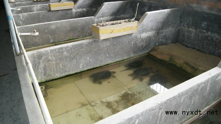 农业养殖:鳄龟人工养殖技术