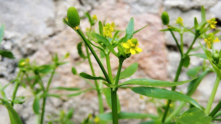 这种"芹菜",农村俗称"鬼见愁"现在居然是稀罕货