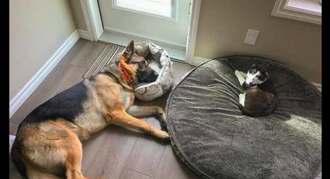 狗子大窝被猫咪霸占,想去抢回却又不敢,可怜巴巴在一边盯望