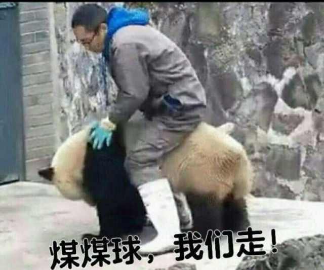 古有蚩尤骑熊猫上战场,今有奶爸骑熊猫开心玩耍,这张图就向我们生动
