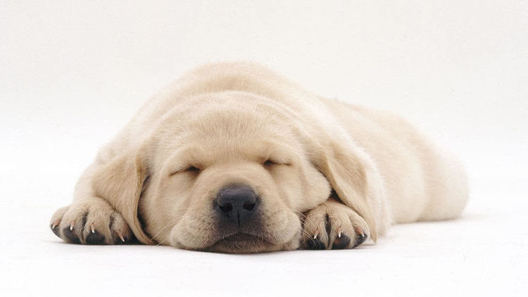 狗狗睡觉爱抖脚原因大揭秘