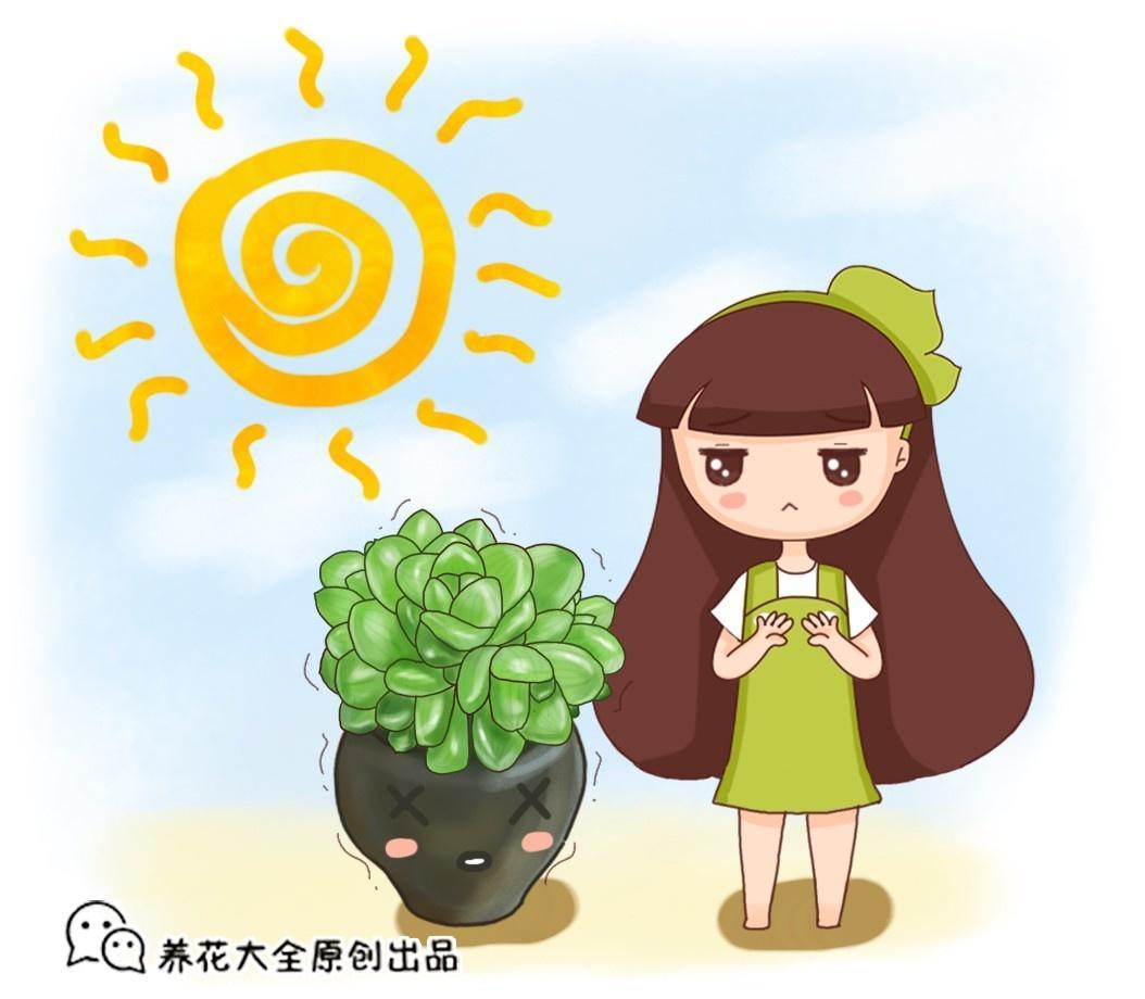 这6种多肉给点光就能长不怕养不活