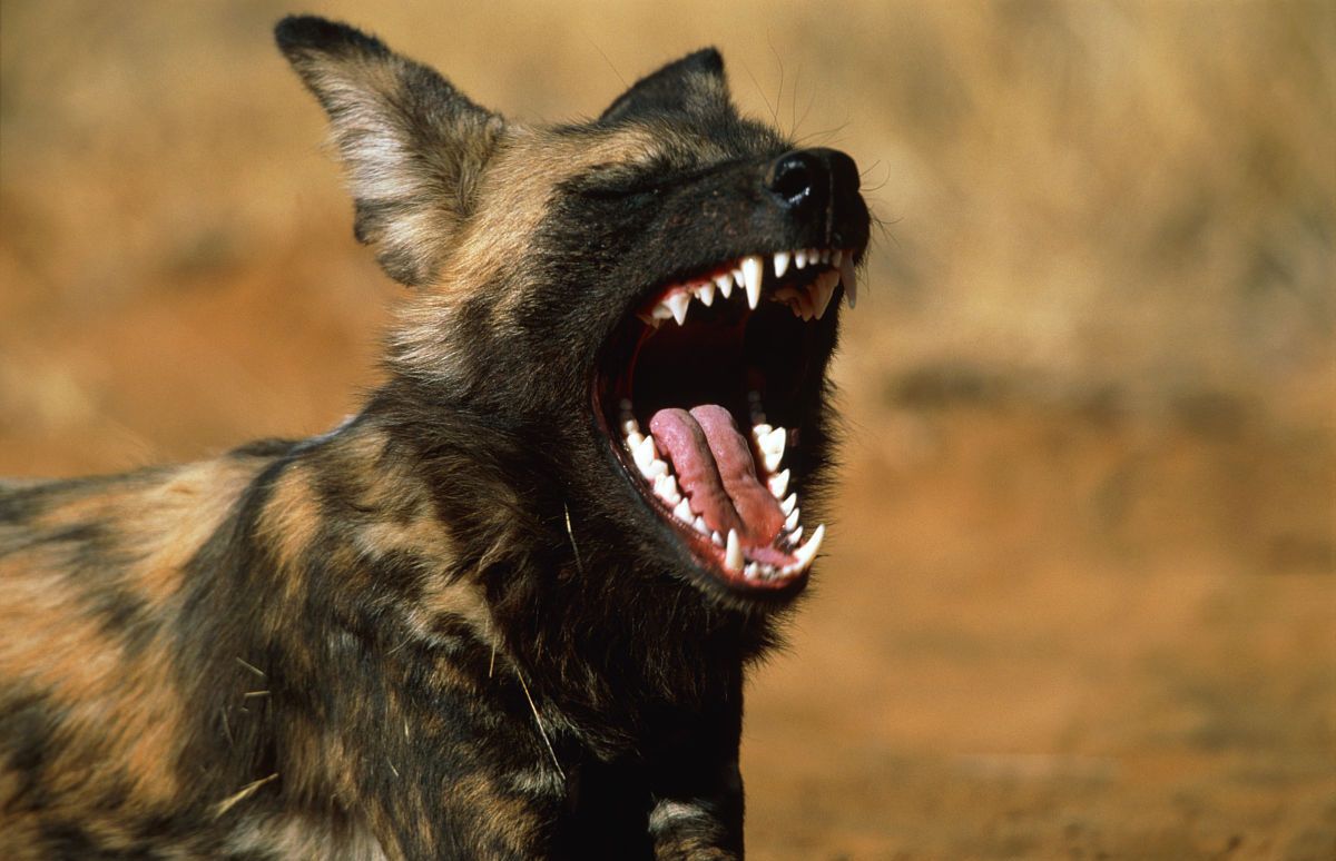 此犬是非洲草原上的顶级猎食者,也是犬类中最危险的犬种