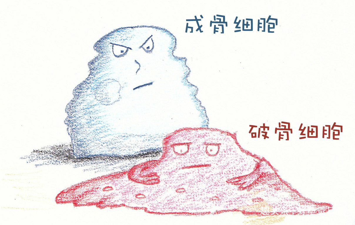 成骨和破骨细胞兄弟功劳!