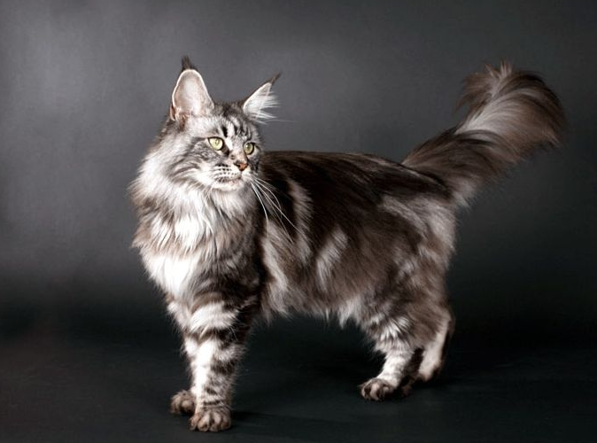 比如猫厕所,就一定要买最大最大号的,不然成年的缅因猫是很难钻进去的