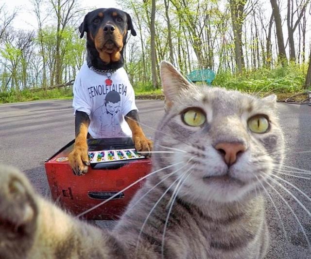 自拍猫manny新作品来啦带着自己的狗弟兄出镜萌翻天