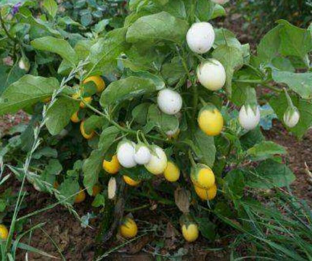 鸡蛋茄,是一种观赏茄,大小,颜色都和鸡蛋相似,但不是真的鸡蛋