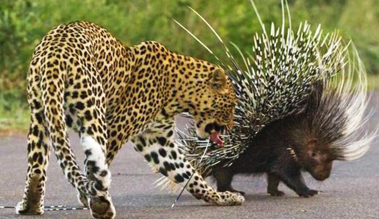 名不见经传的渔貂,为何能斗败连豹子都不敢招惹的豪猪呢?