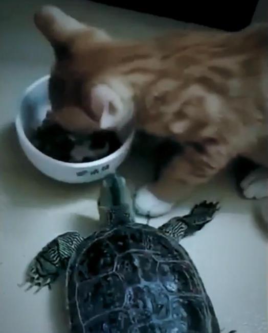 猫在吃猫粮时,乌龟爬过来刚伸出头,接下来的这幕让主人直接笑喷