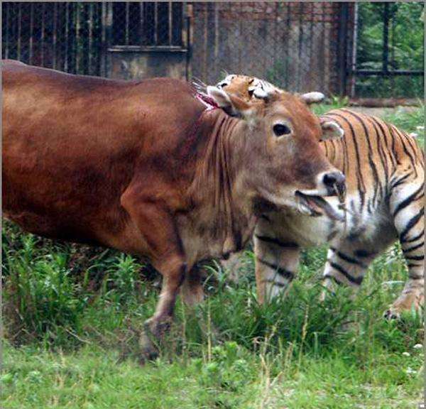 实拍万兽之王老虎大战水牛, 秒杀猎物只需3分钟!