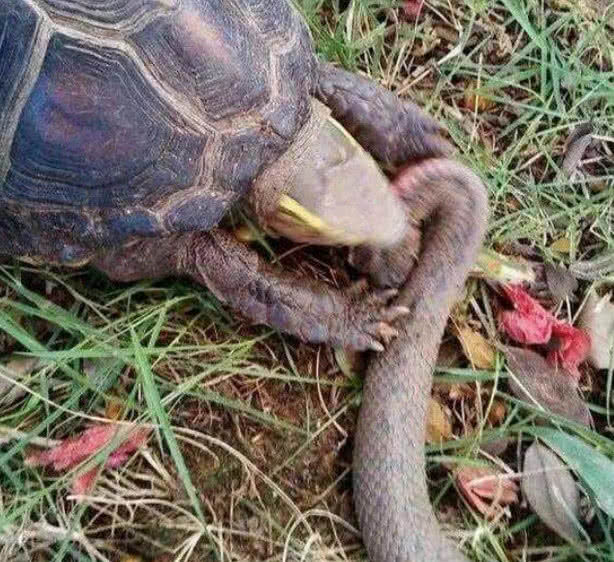 其实他养的这只乌龟学名叫做黄缘闭壳龟,是我们本土的一种龟类.