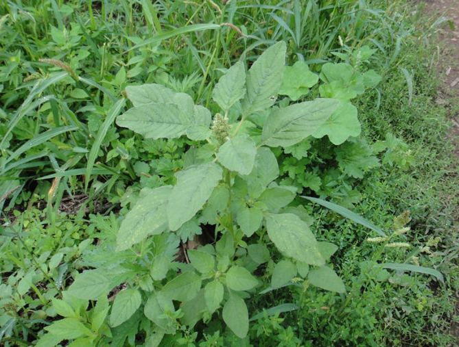 农村随处可见的野菜,过去农民用来喂猪,如今成为纯天然绿色美食|苋菜