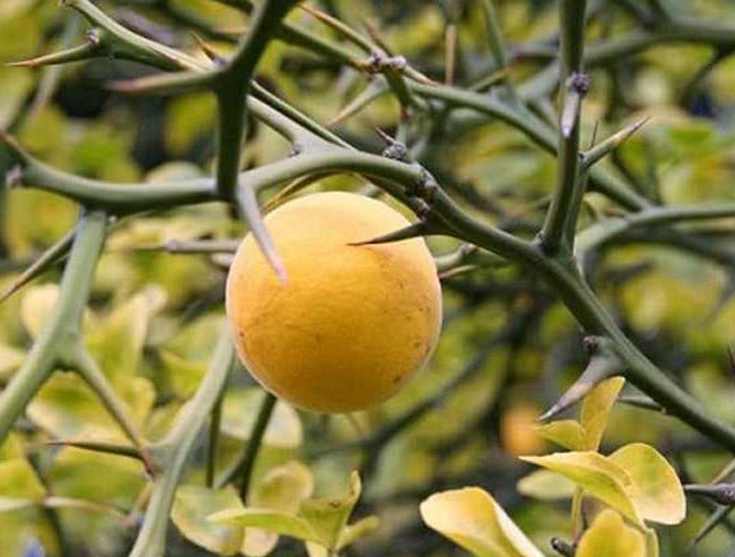 一种植物天生带尖刺,是农村人的"防贼树",殊不知宝贵是中药材