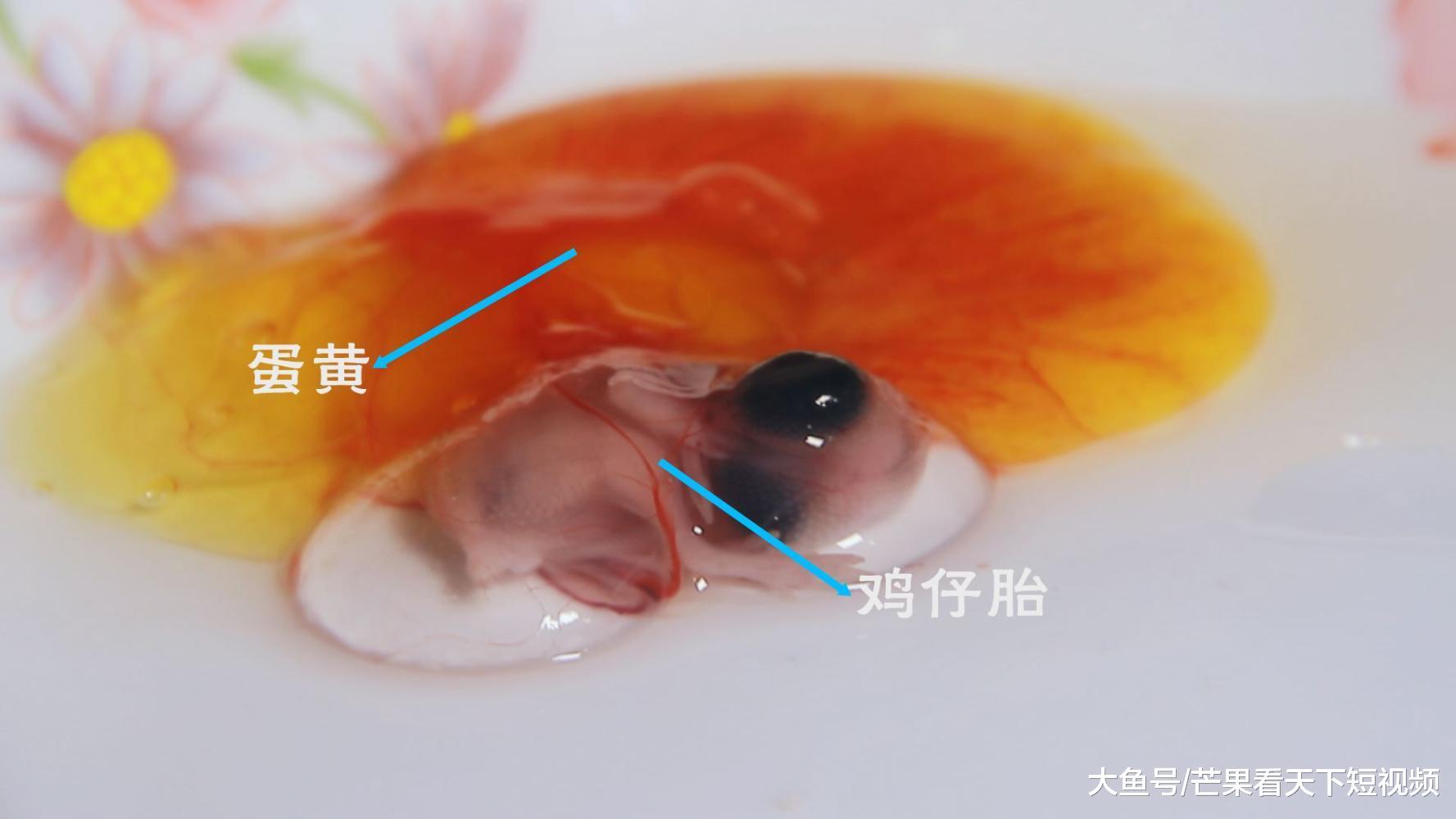 探秘中国十大恐怖小吃—闽南鸡仔胎,你敢吃吗?