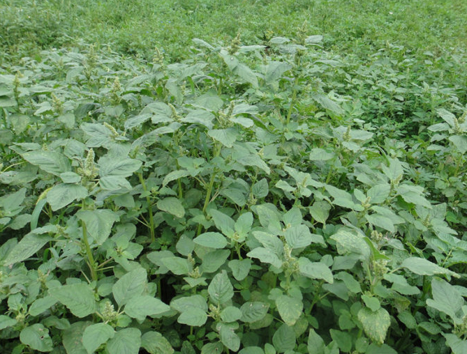 农村随处可见的野菜,过去农民用来喂猪,如今成为纯天然绿色美食|苋菜