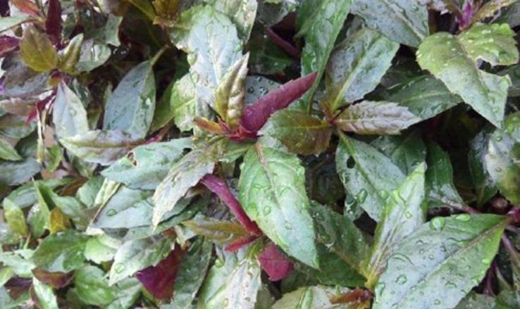 农村一种"观音菜",过去长在猪圈边,殊不知价值珍贵,可补气血